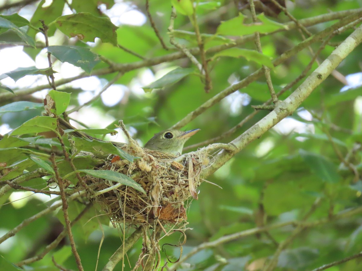 Acadian Flycatcher - ML620793910