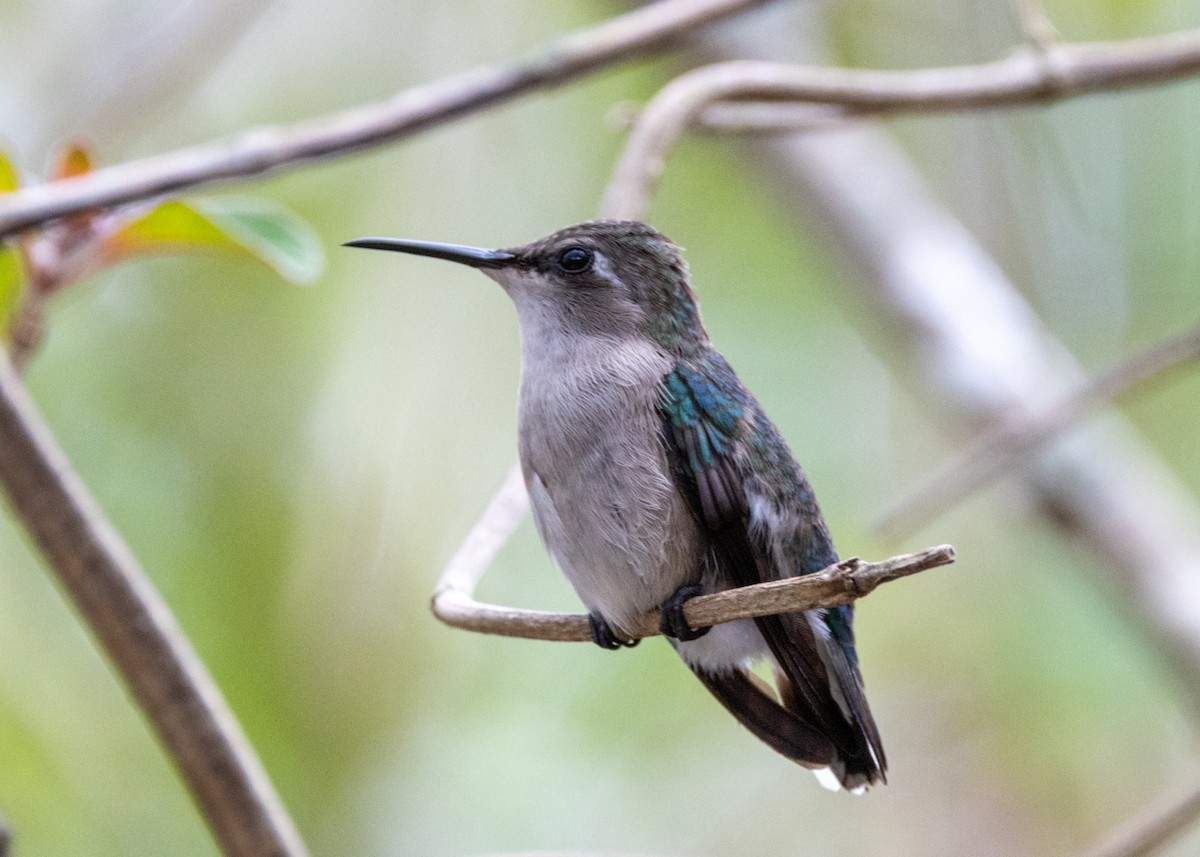 Bee Hummingbird - ML620793911