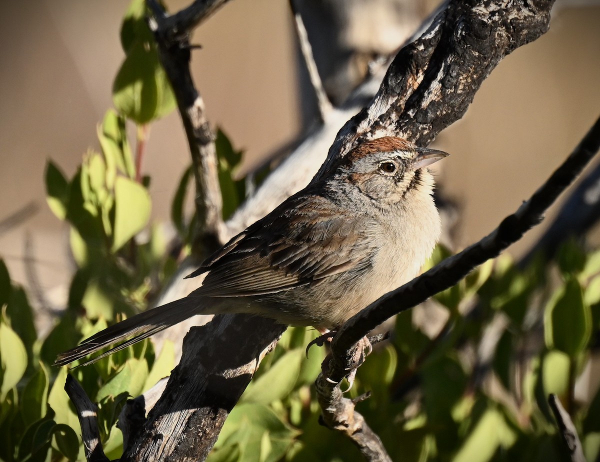 Rufous-crowned Sparrow - ML620793922