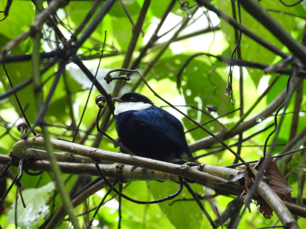 White-ruffed Manakin - Néstor Villalobos Rojas