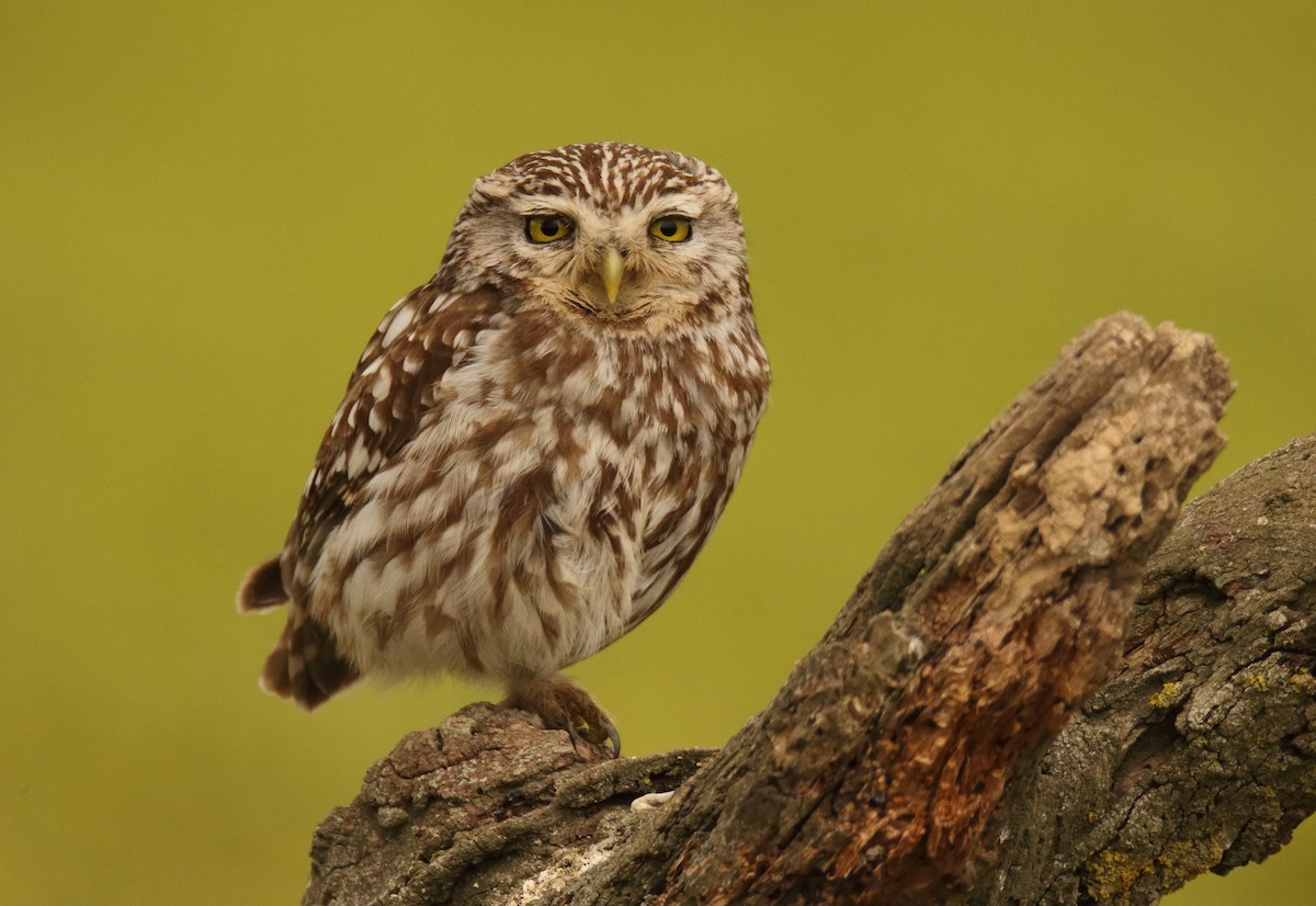 Little Owl - ML620793927