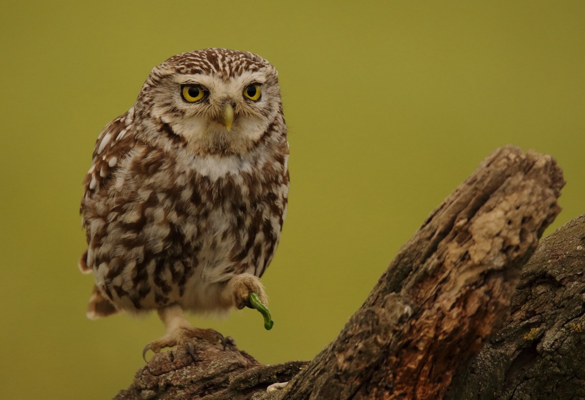 Little Owl - Lázaro Garzón