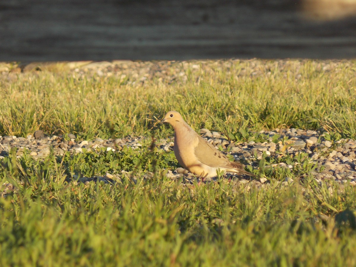 Mourning Dove - ML620793949