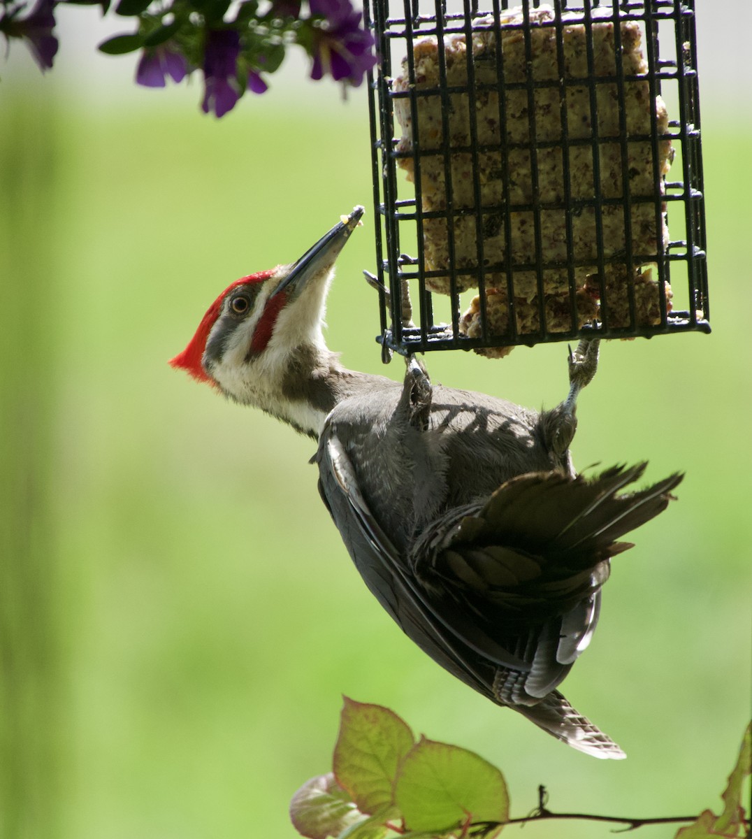 Pileated Woodpecker - ML620793951