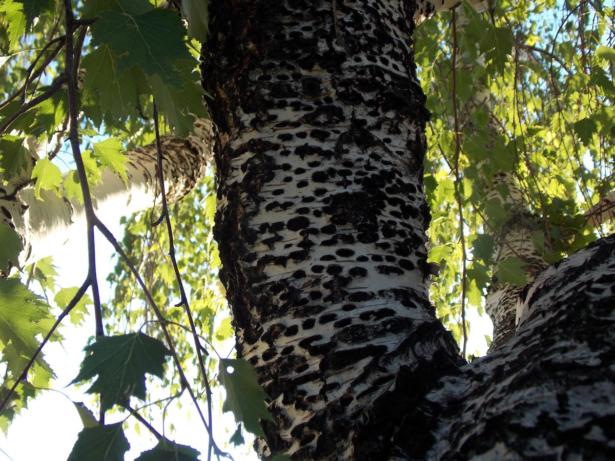 Red-naped Sapsucker - ML620793958