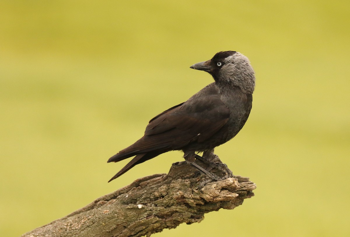 Eurasian Jackdaw - Lázaro Garzón