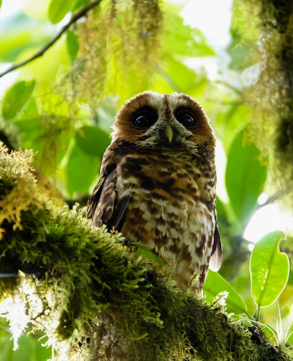 Rufous-banded Owl - ML620793965