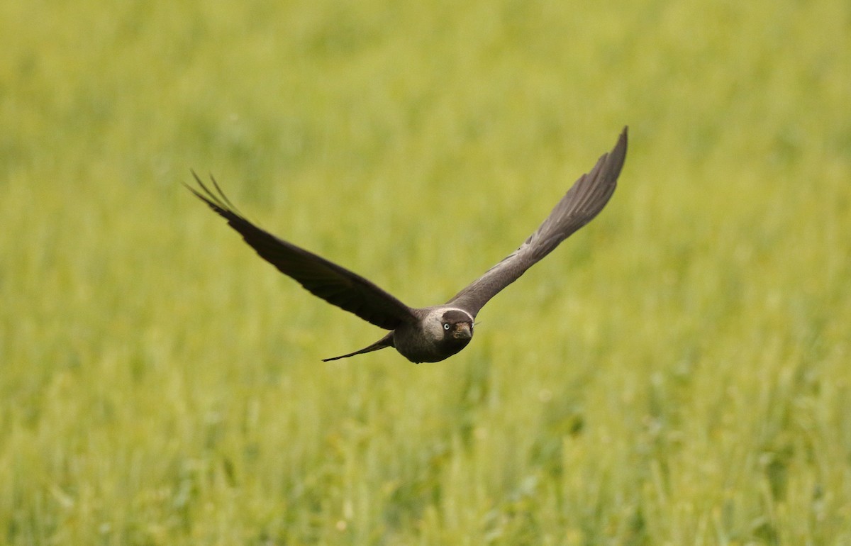 Eurasian Jackdaw - ML620793968