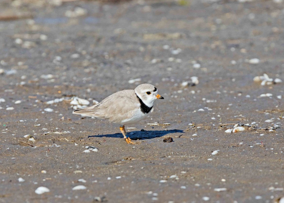 Piping Plover - ML620793970