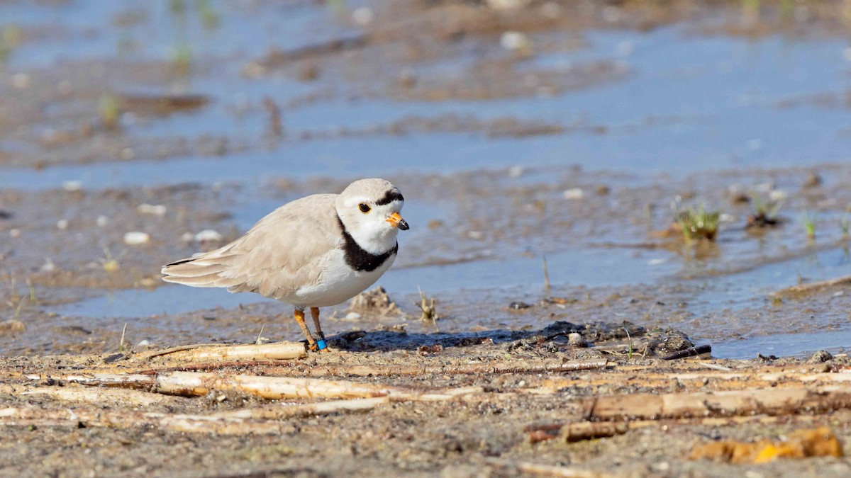 Piping Plover - ML620793971