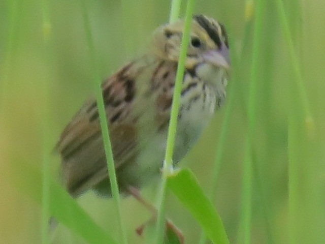 Henslow's Sparrow - ML620793984