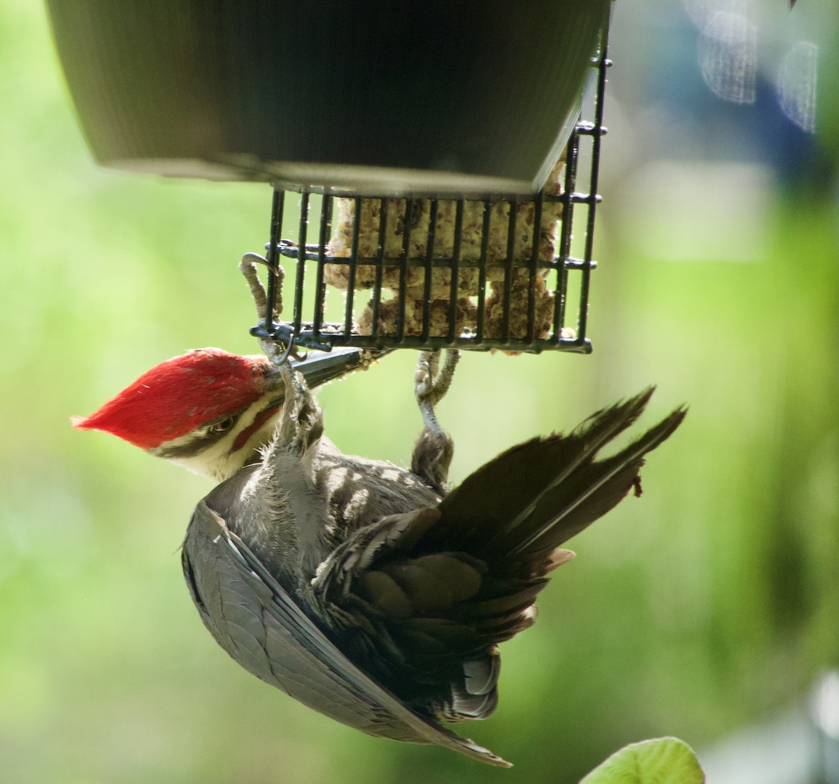 Pileated Woodpecker - ML620793987