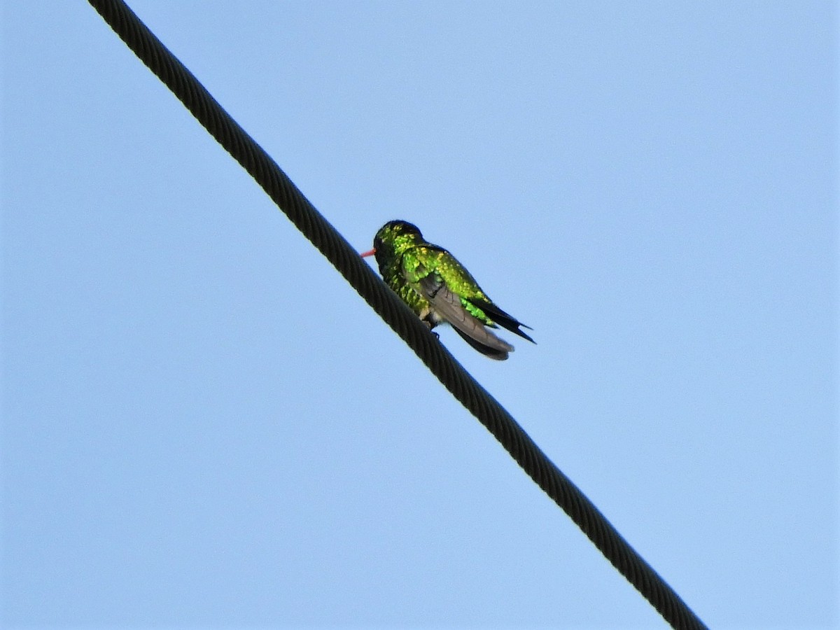 kolibřík lesklobřichý - ML620793989