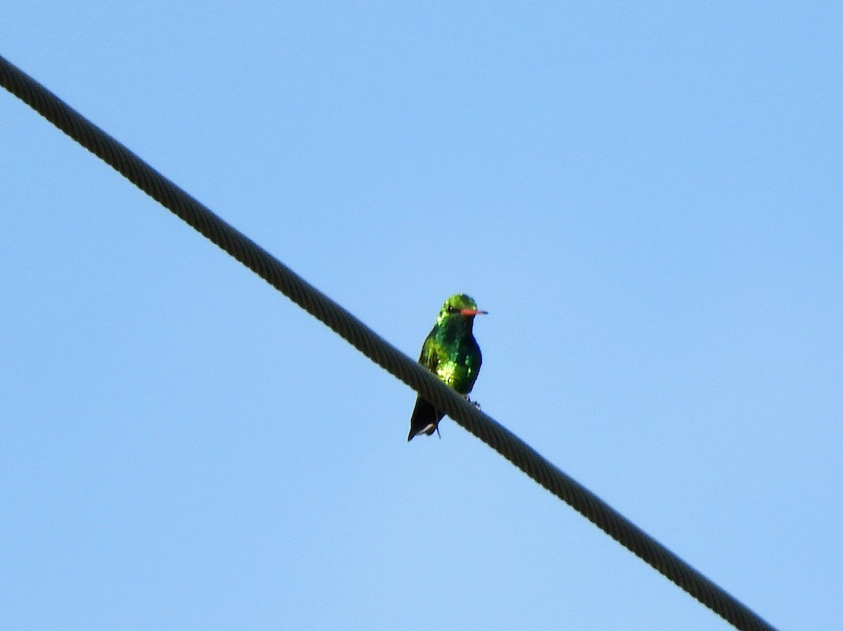 kolibřík lesklobřichý - ML620793990