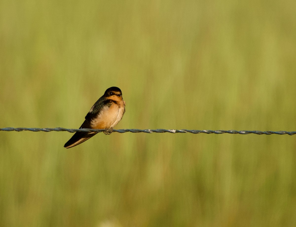 Barn Swallow - ML620793991