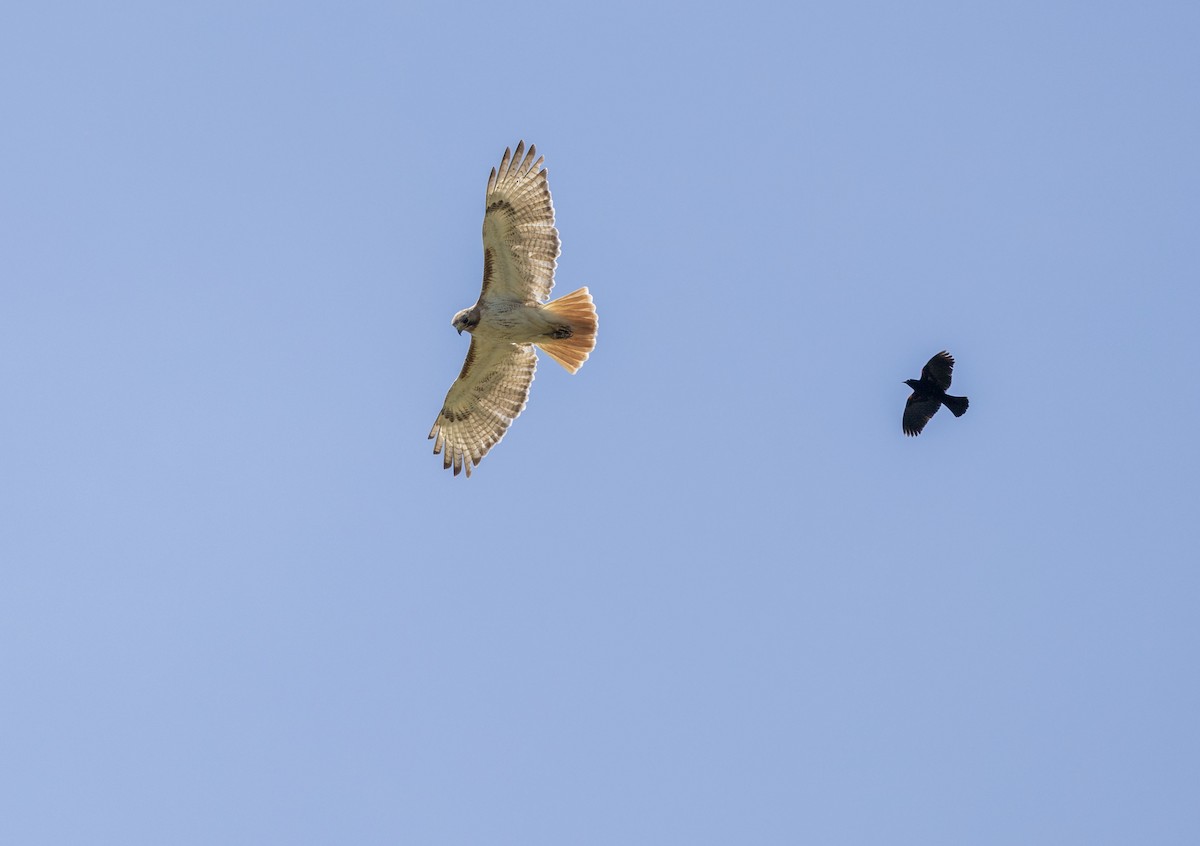 Red-tailed Hawk - ML620793992