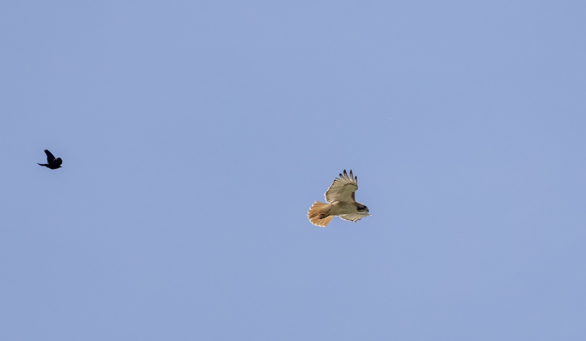 Red-tailed Hawk - ML620793993