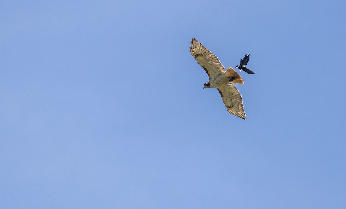 Red-tailed Hawk - ML620793994