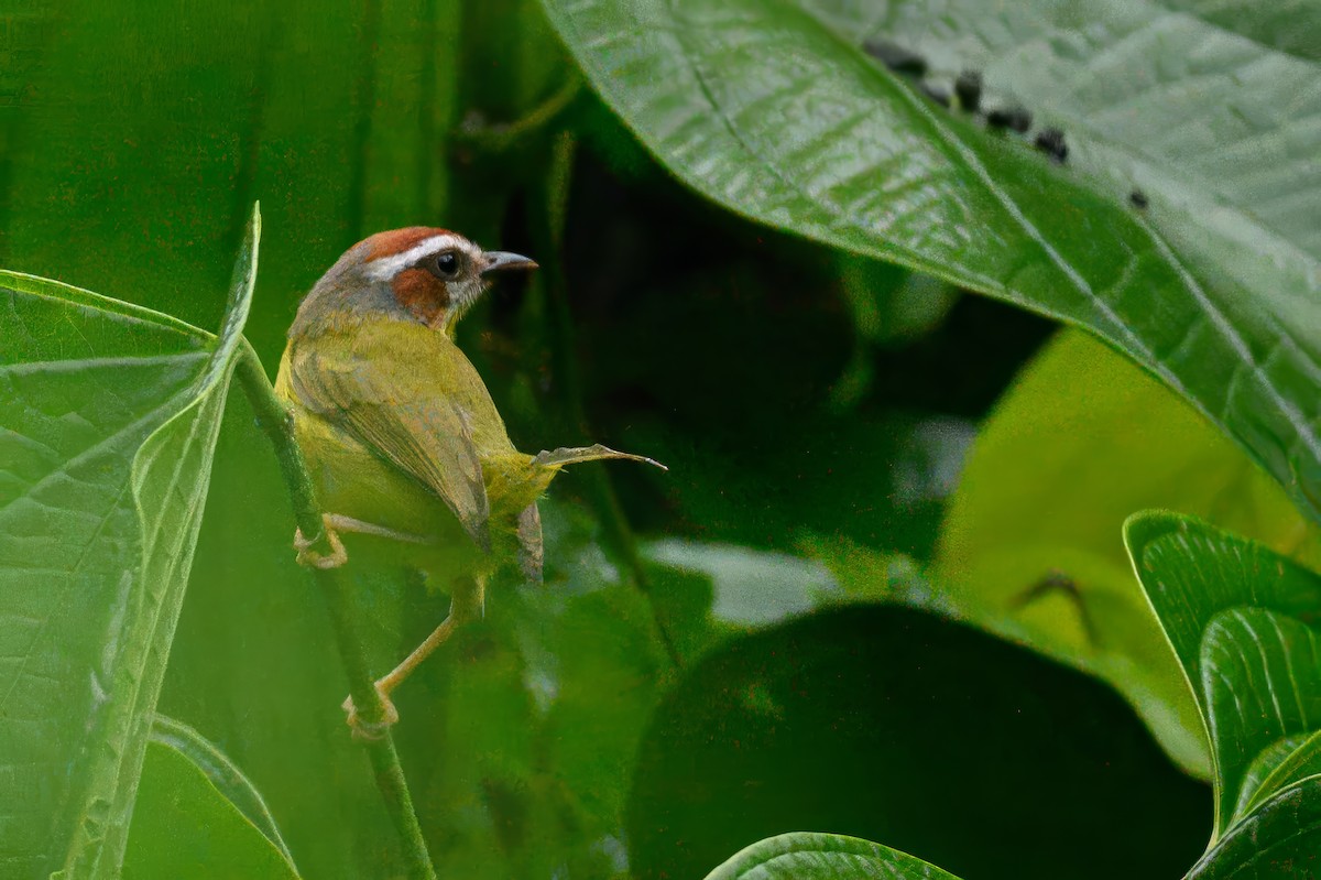 Chestnut-capped Warbler - ML620793995