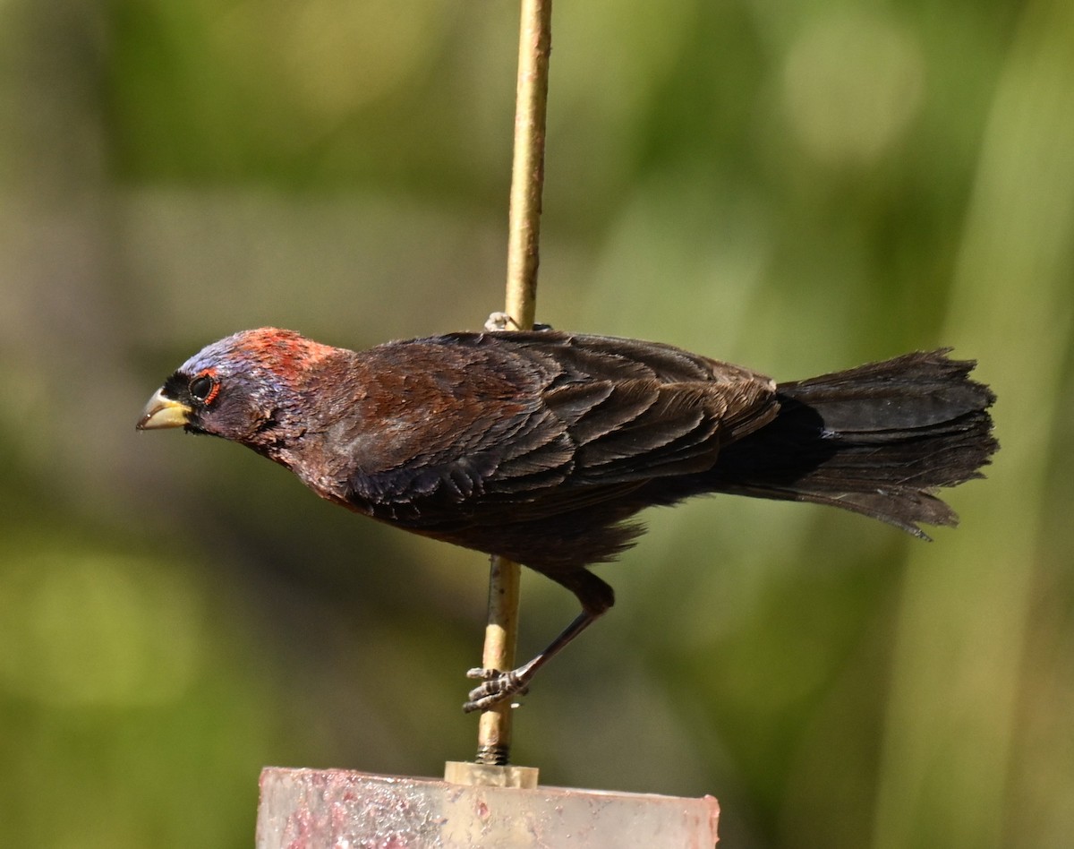 Varied Bunting - ML620794004