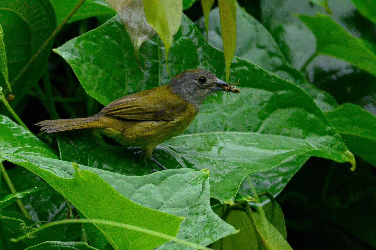 White-shouldered Tanager - ML620794006