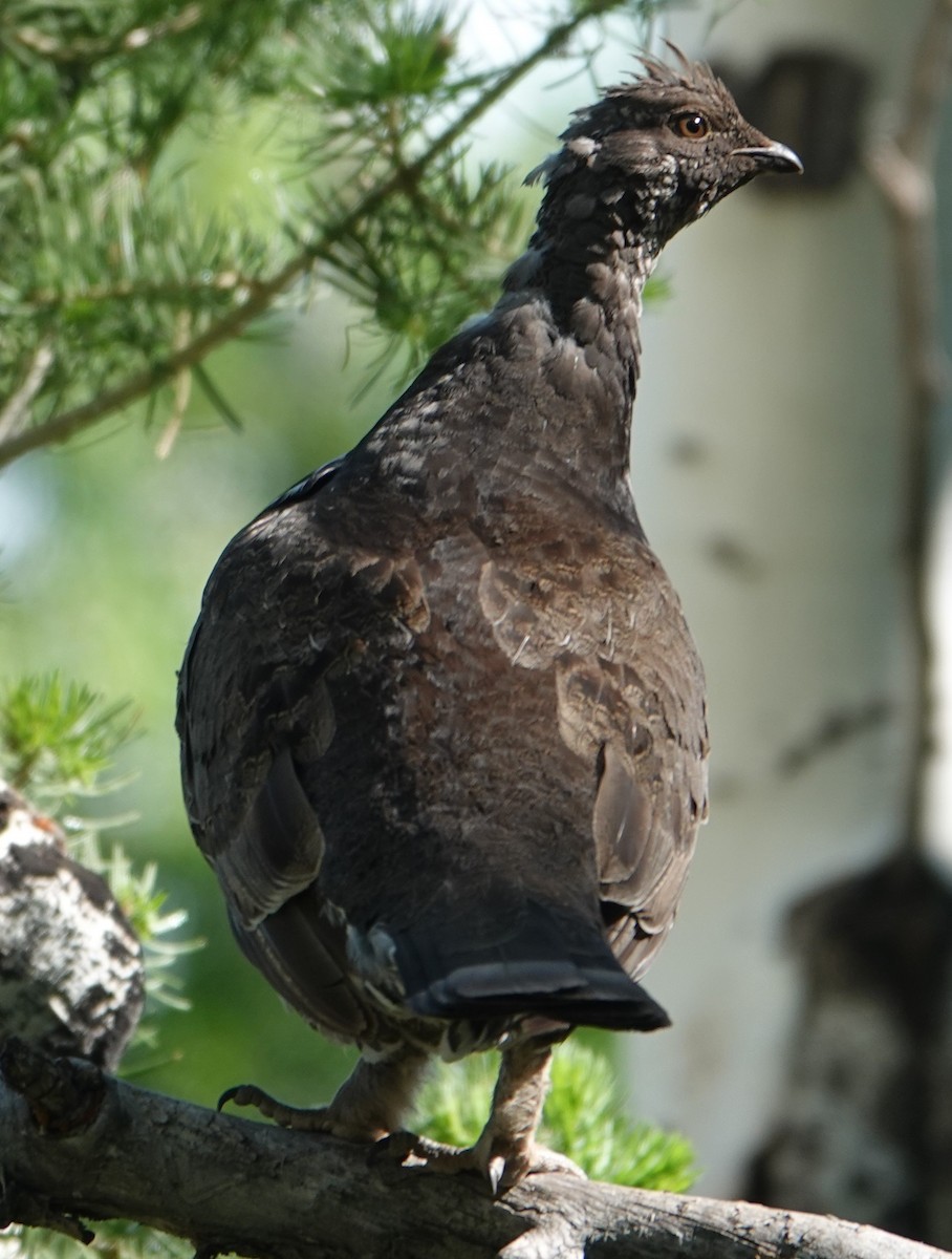 Dusky Grouse - ML620794007