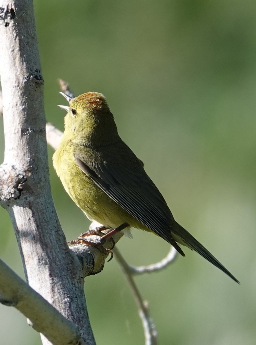 Orange-crowned Warbler - ML620794017