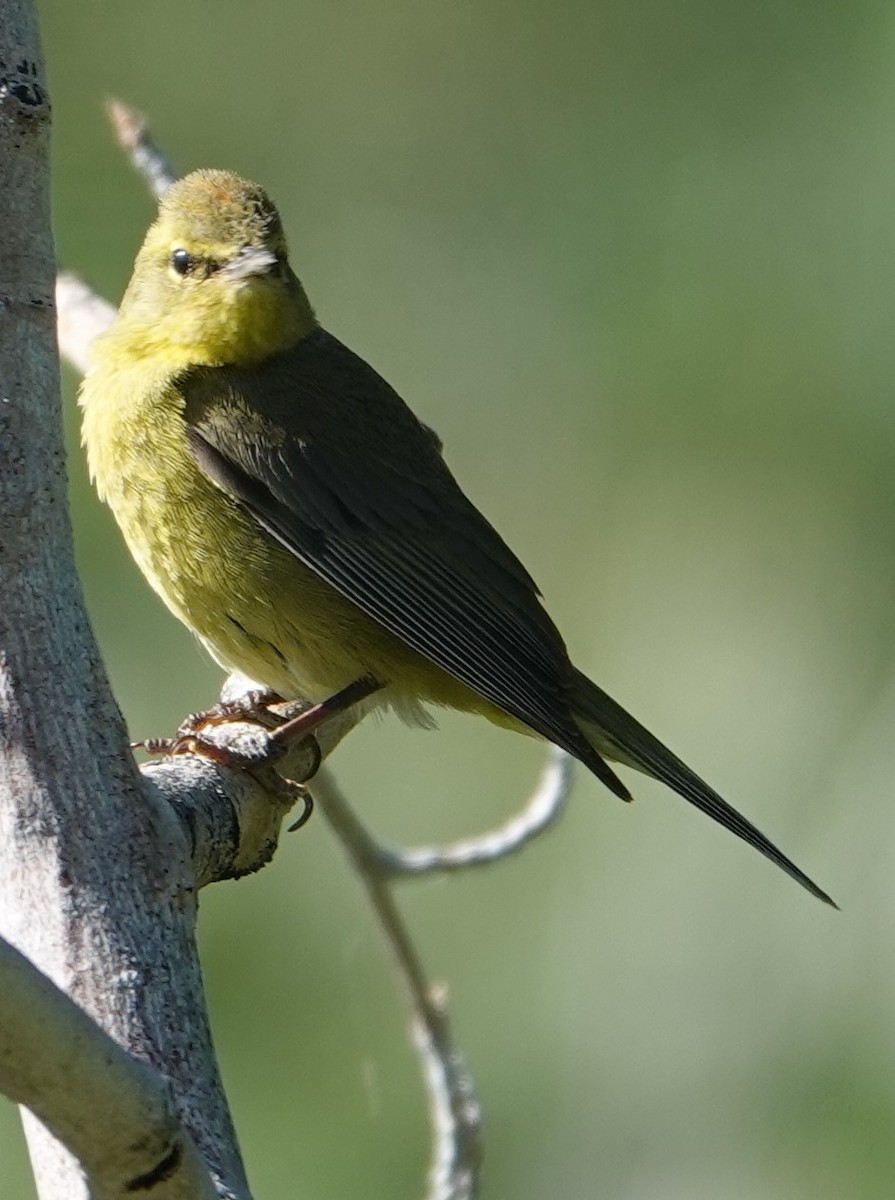 Orange-crowned Warbler - ML620794021