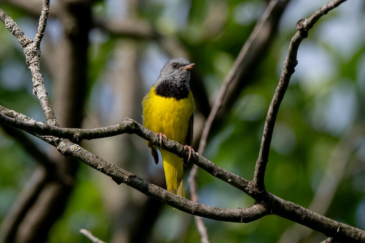 Mourning Warbler - ML620794025