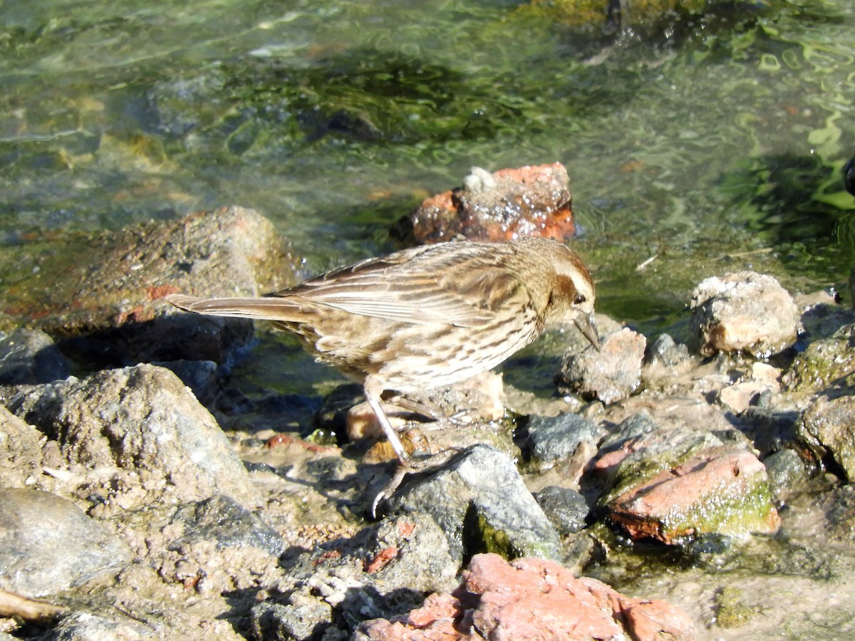 White-browed Meadowlark - ML620794029