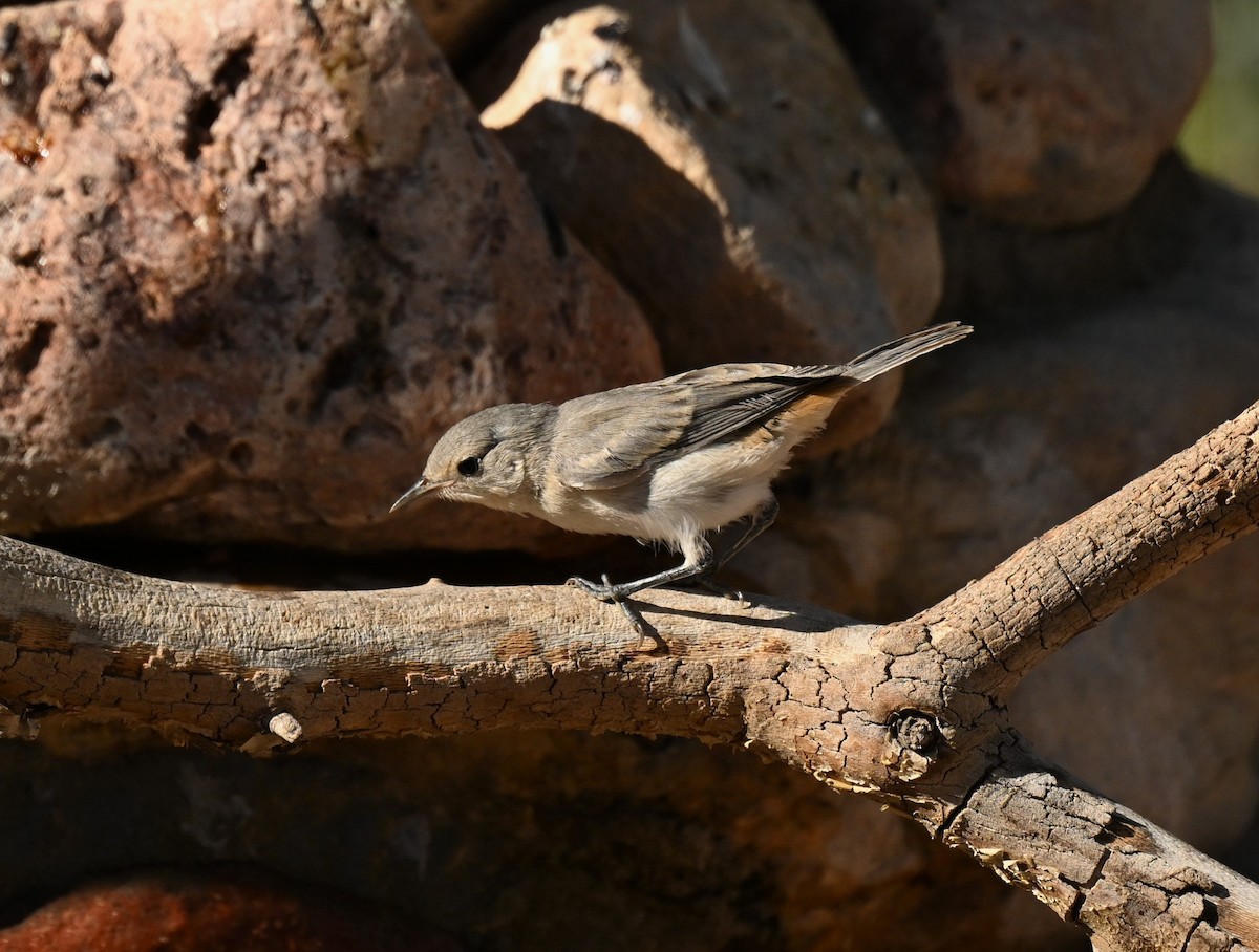 Lucy's Warbler - ML620794038