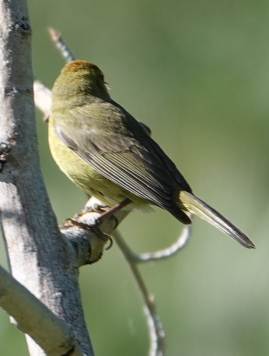 Orange-crowned Warbler - ML620794039