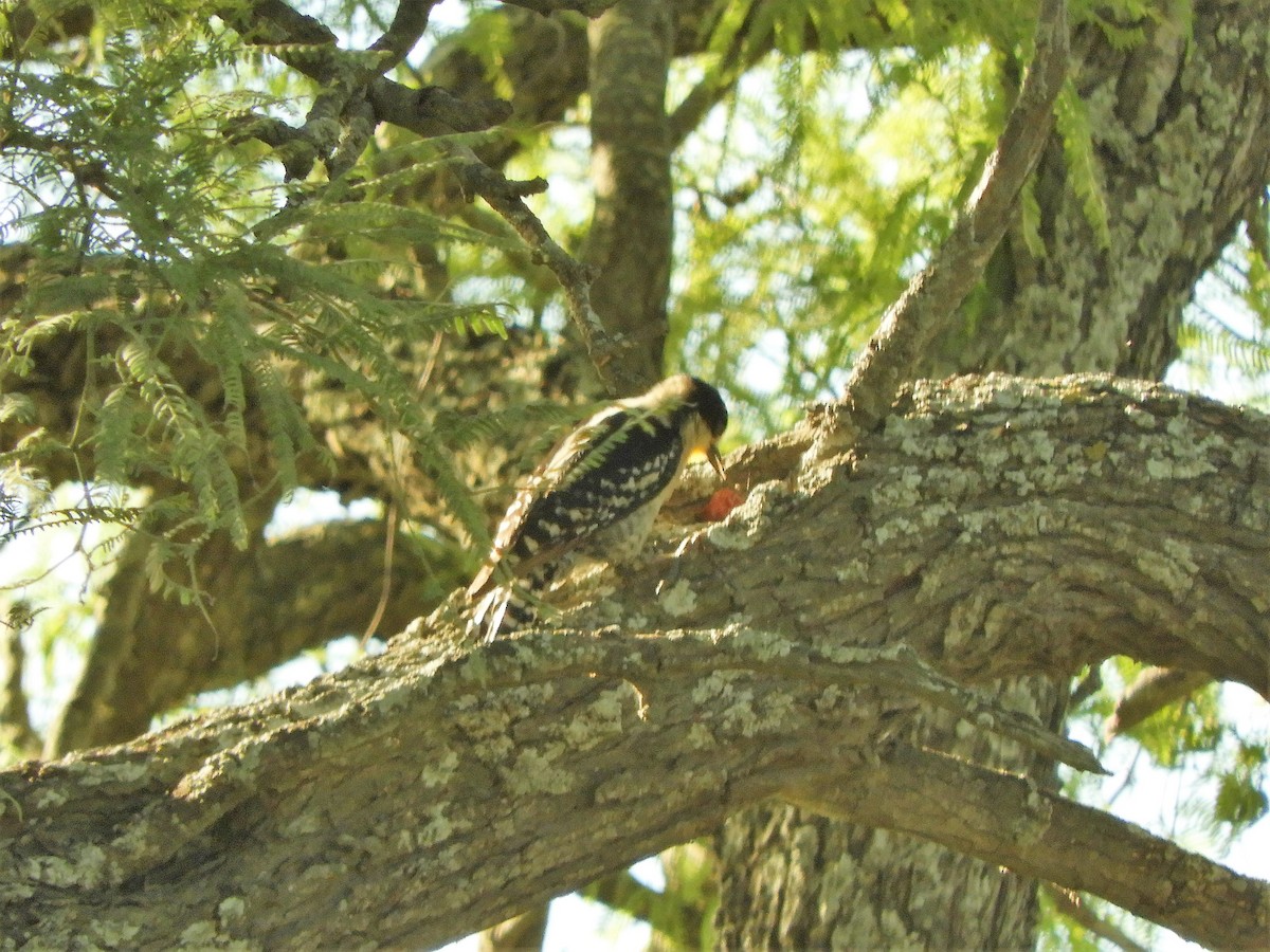 White-fronted Woodpecker - ML620794041