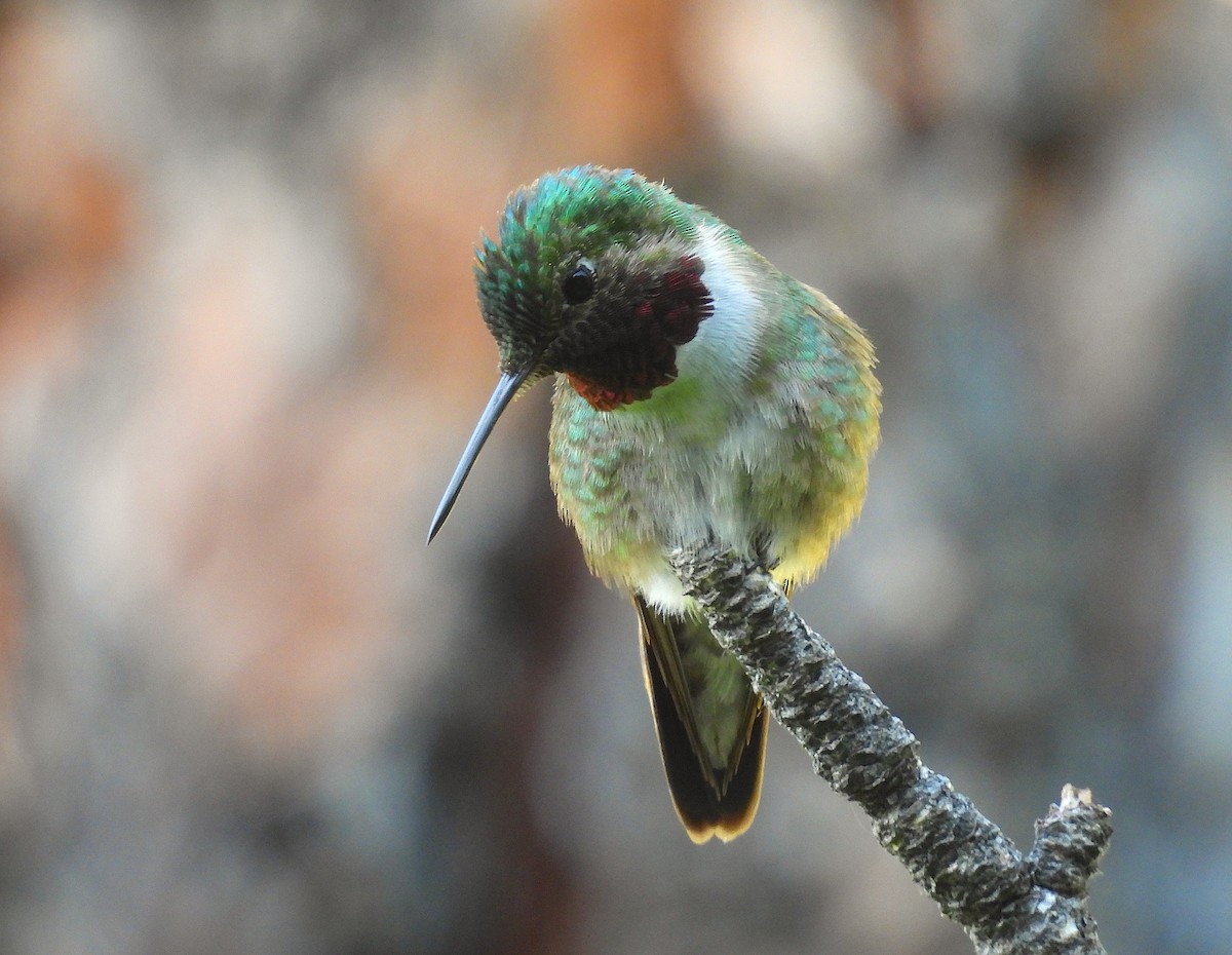 Broad-tailed Hummingbird - ML620794046