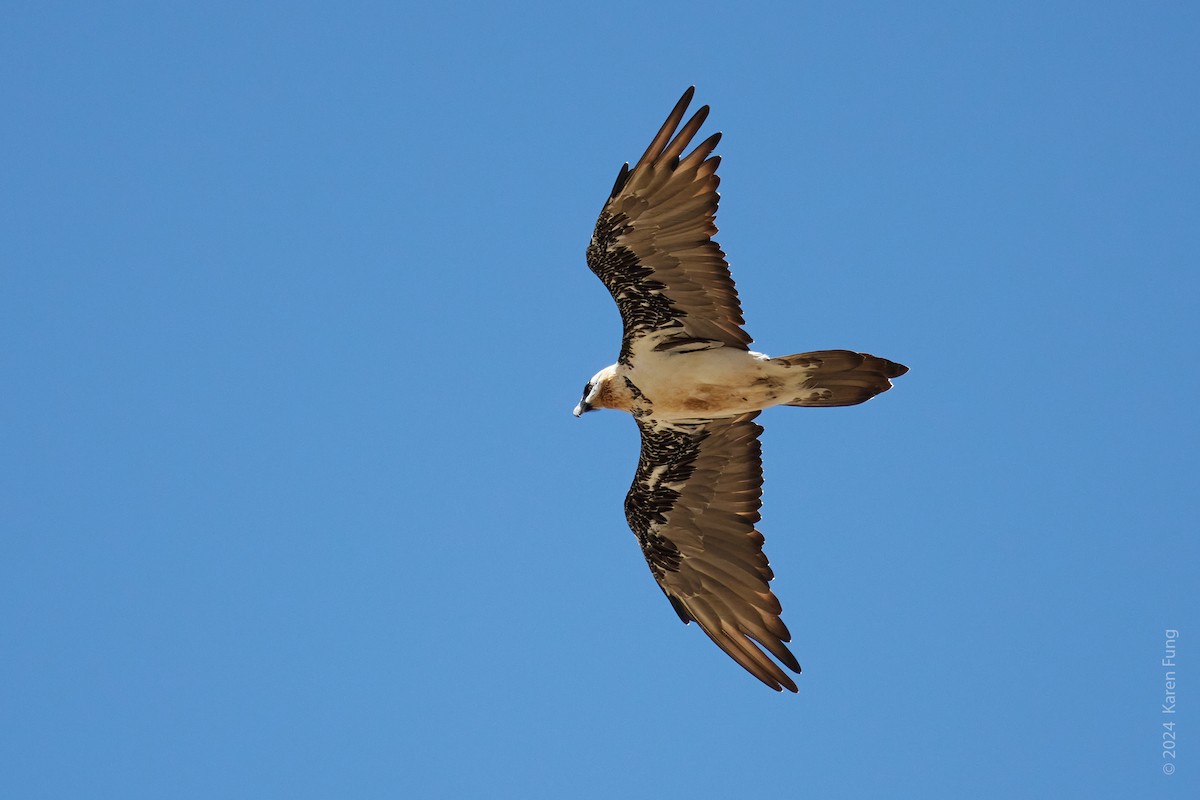 Bearded Vulture - ML620794047