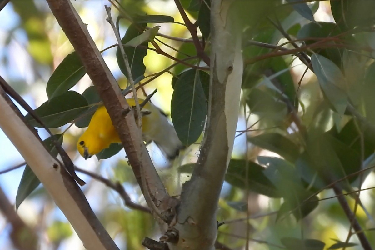 Prothonotary Warbler - Ann Potenzone