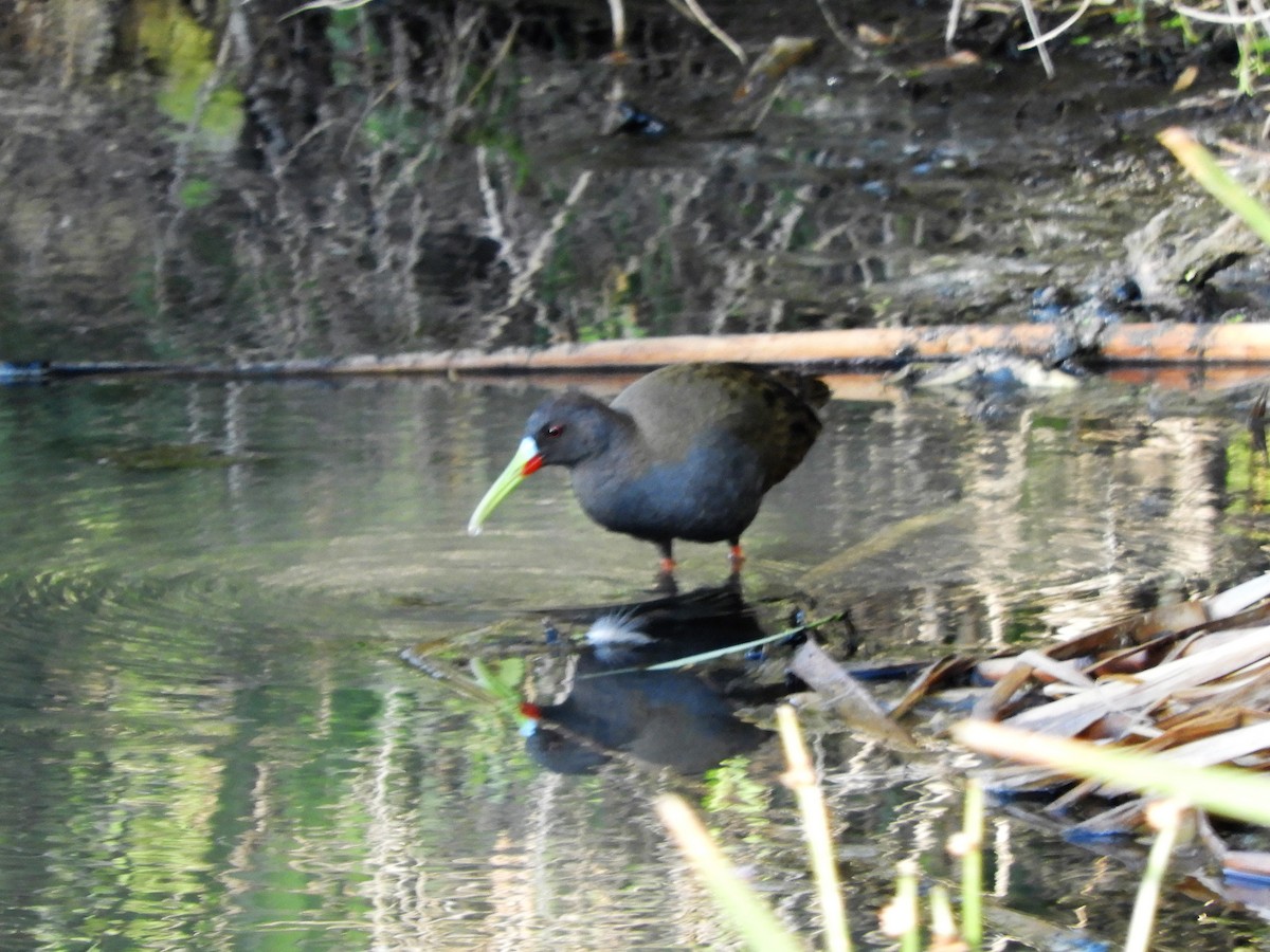 Plumbeous Rail - ML620794054