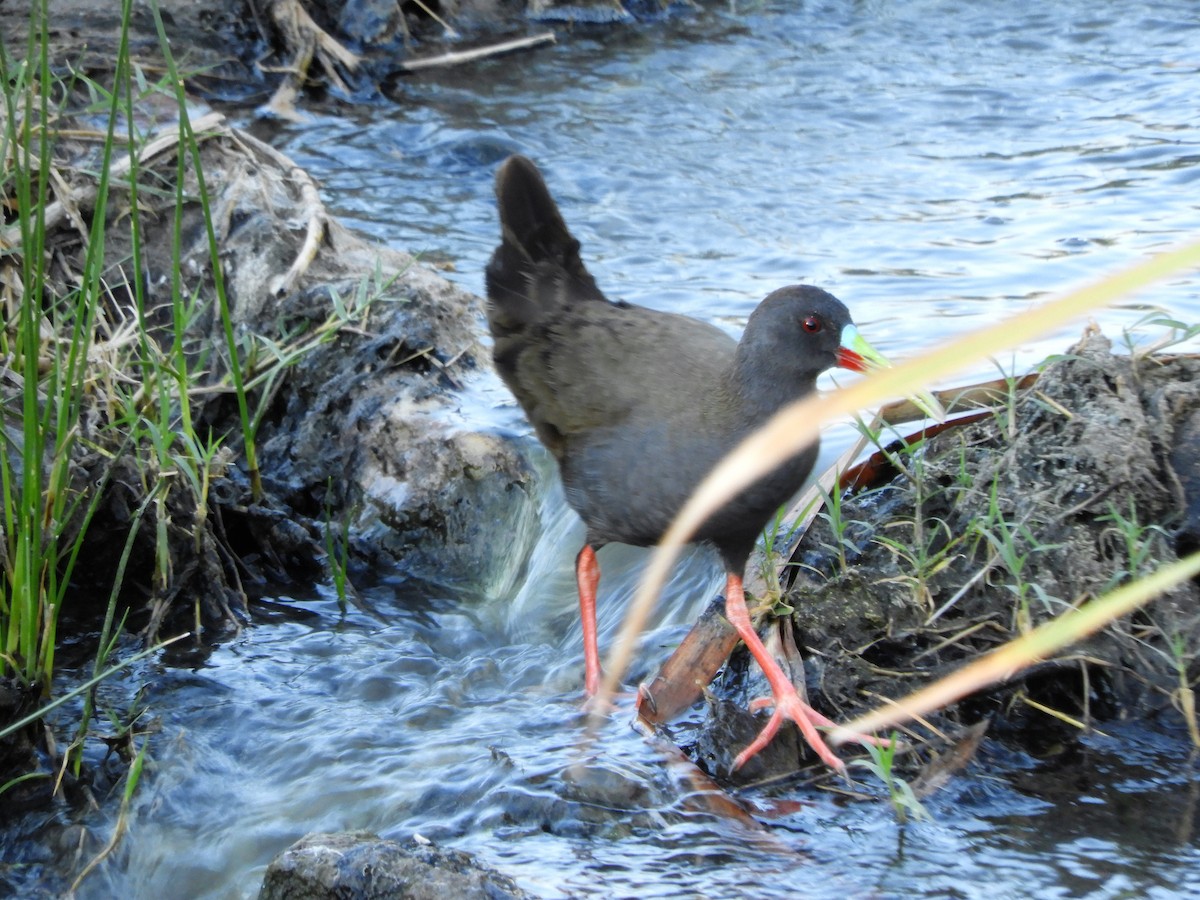 Plumbeous Rail - ML620794055