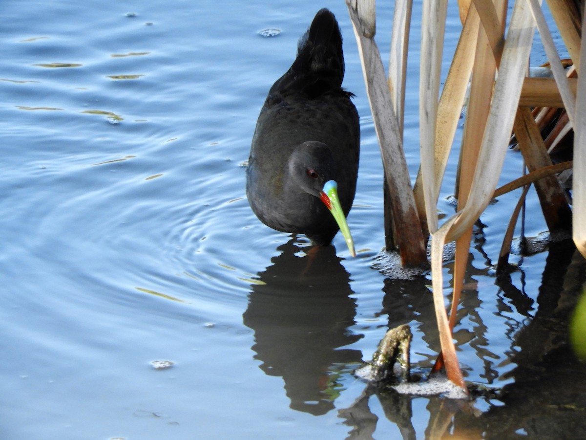 Plumbeous Rail - ML620794056