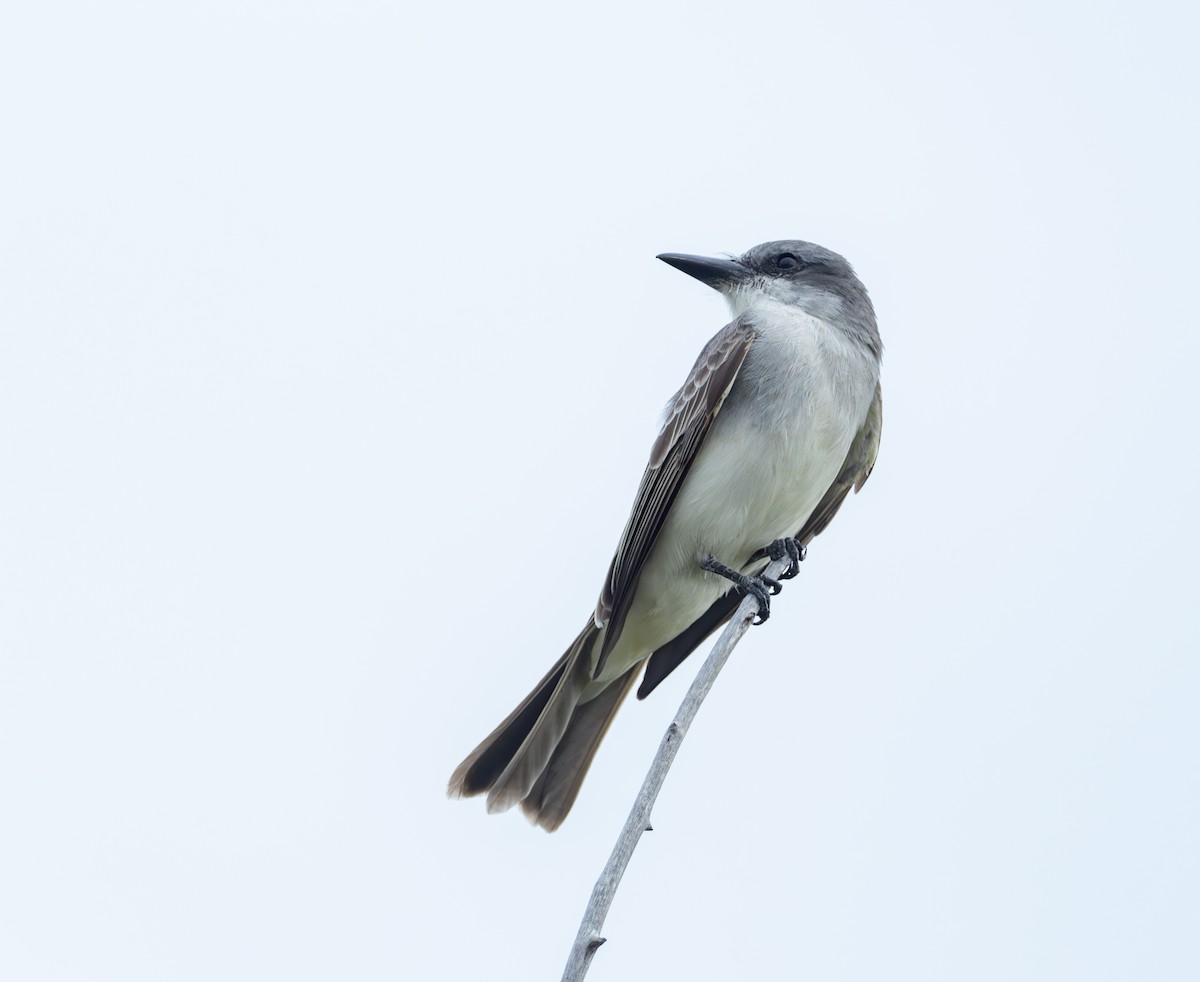 Gray Kingbird - ML620794058