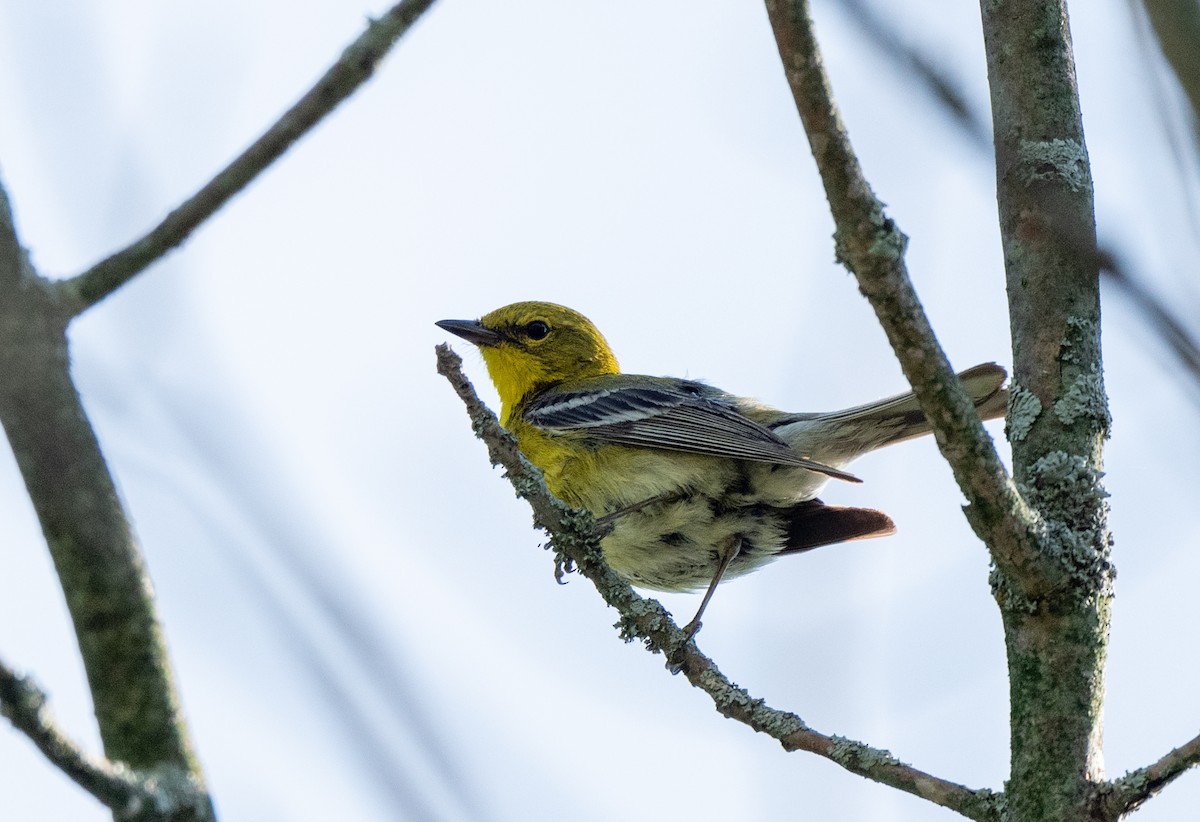 Pine Warbler - ML620794060