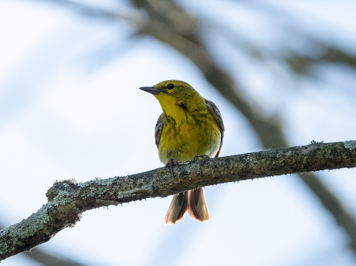 Pine Warbler - ML620794061