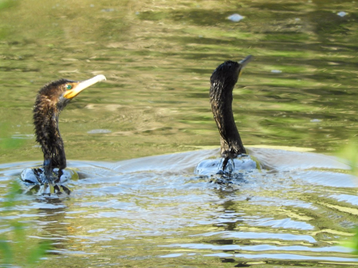 Neotropic Cormorant - ML620794062