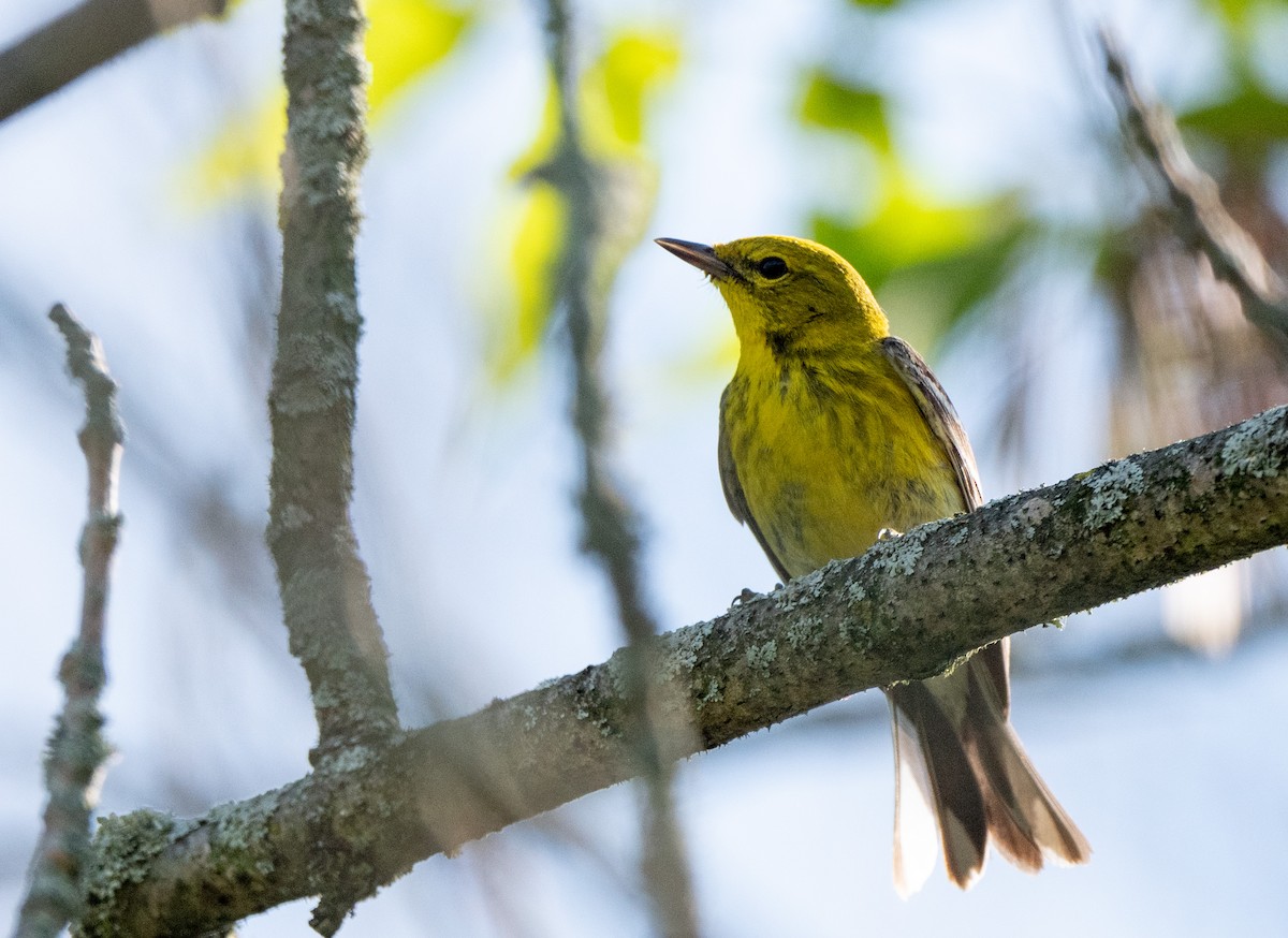 Pine Warbler - ML620794064