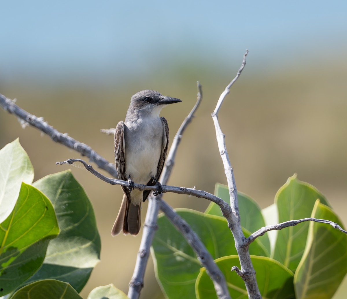 Gray Kingbird - ML620794066