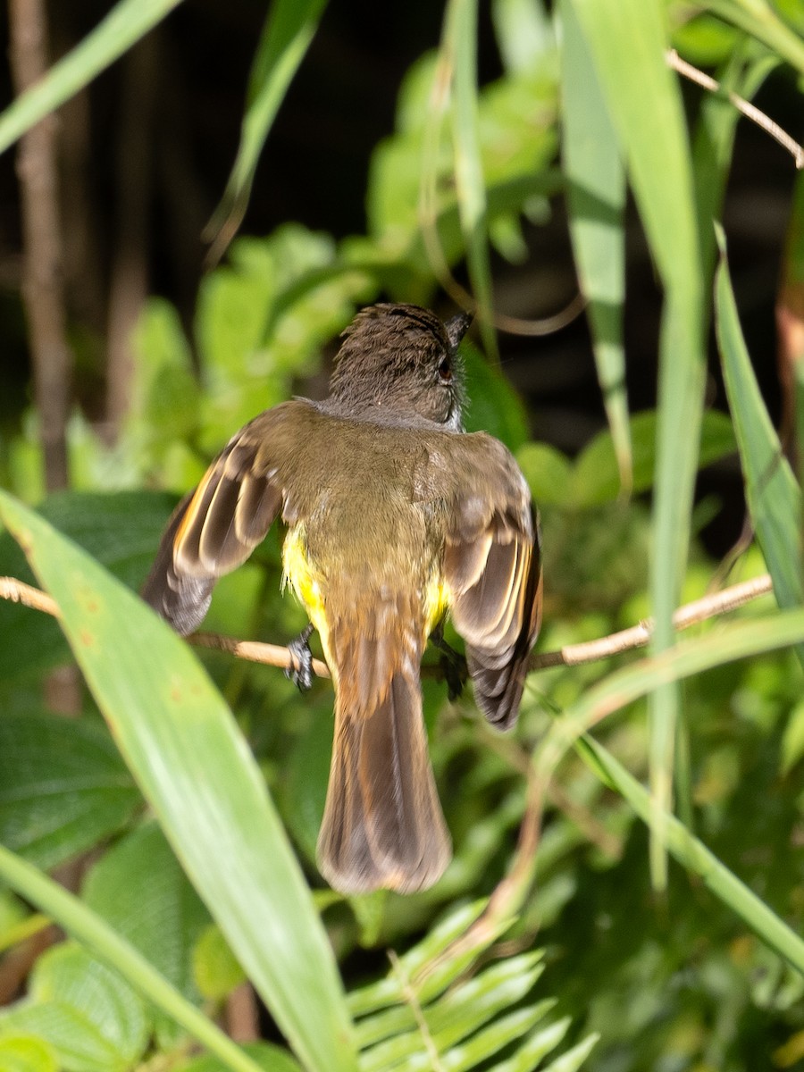 Lesser Antillean Bullfinch - ML620794069