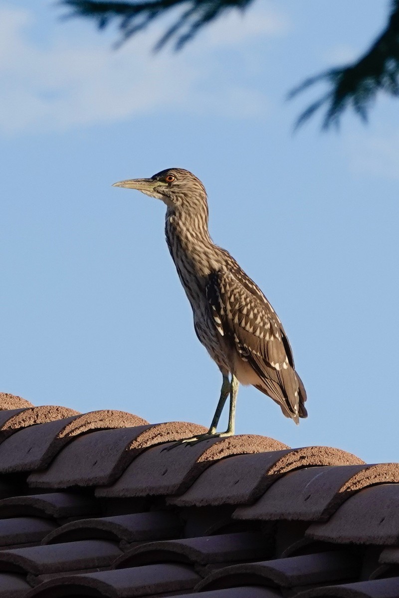 Black-crowned Night Heron - ML620794070