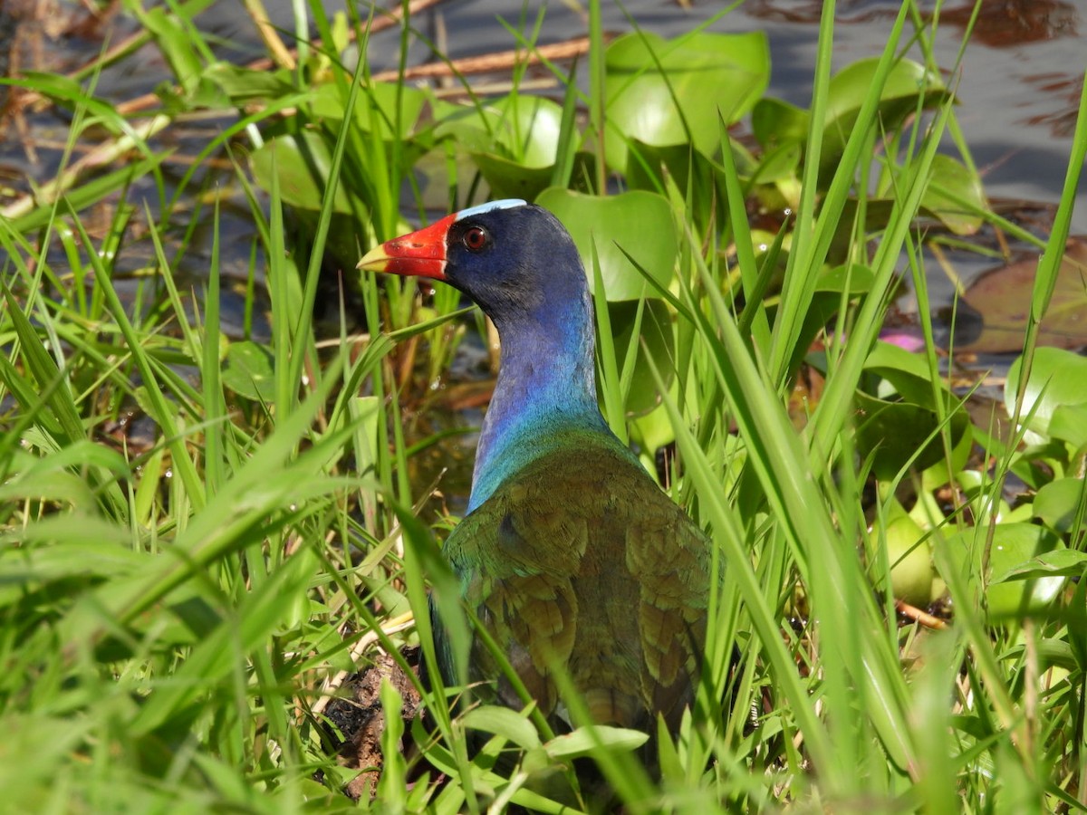 Purple Gallinule - ML620794072