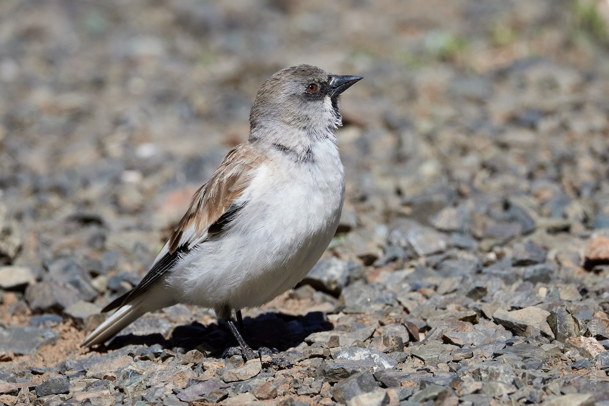White-winged Snowfinch - ML620794073