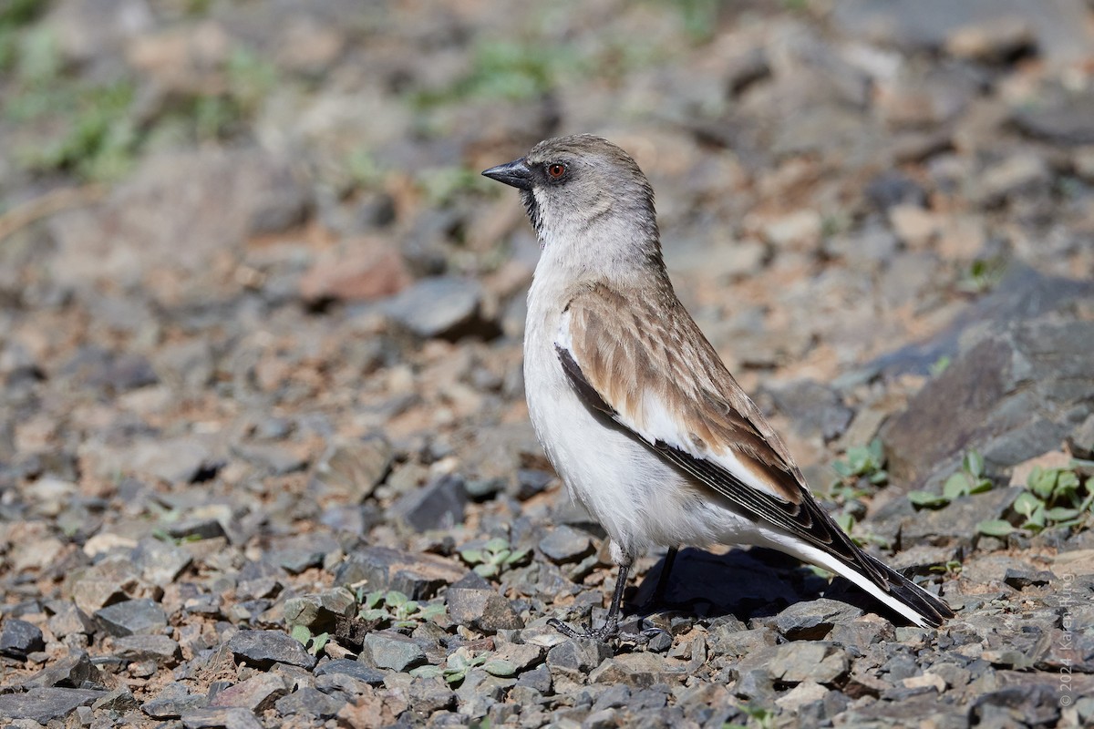 White-winged Snowfinch - ML620794075